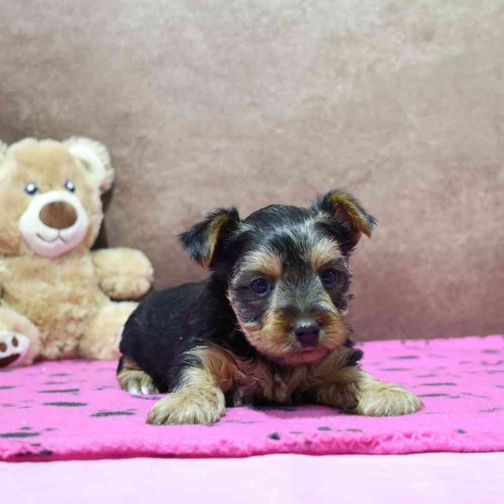 Female Yorkie Puppy for Sale in Millersburg, IN