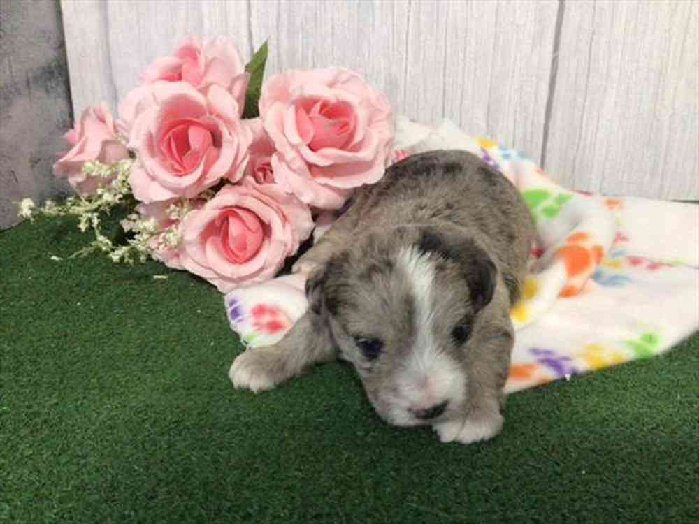 carousel pet images