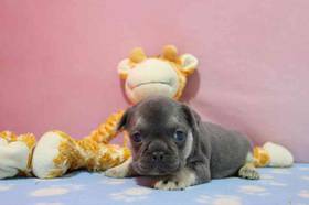 French Bulldog