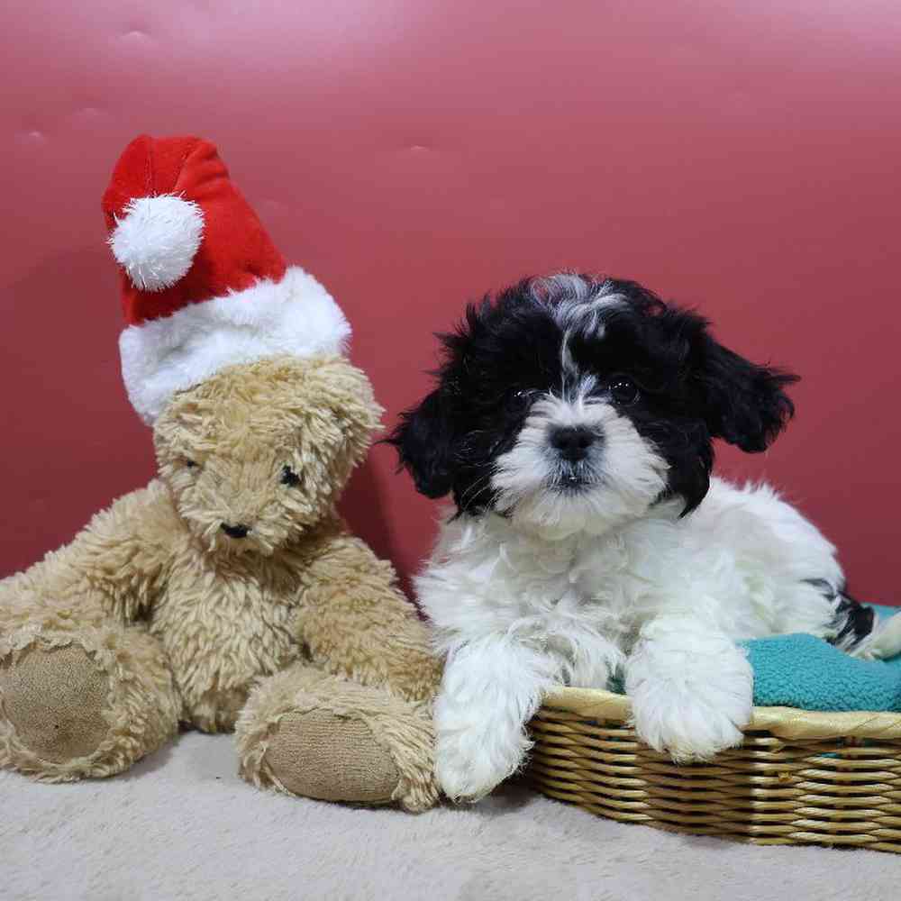 carousel pet images