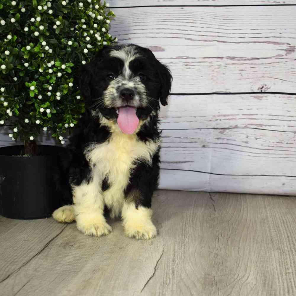 Female Aussiedoodle Puppy for sale