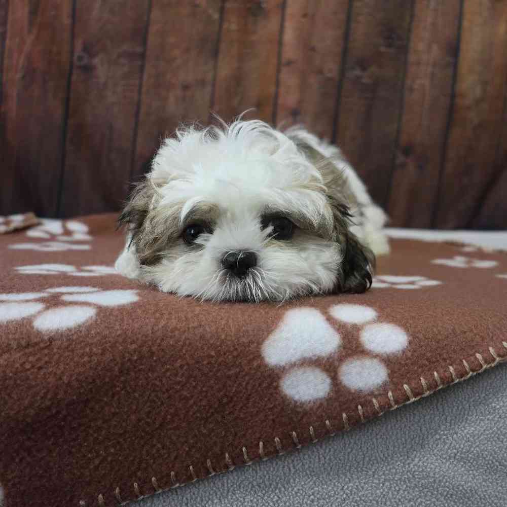 carousel pet images