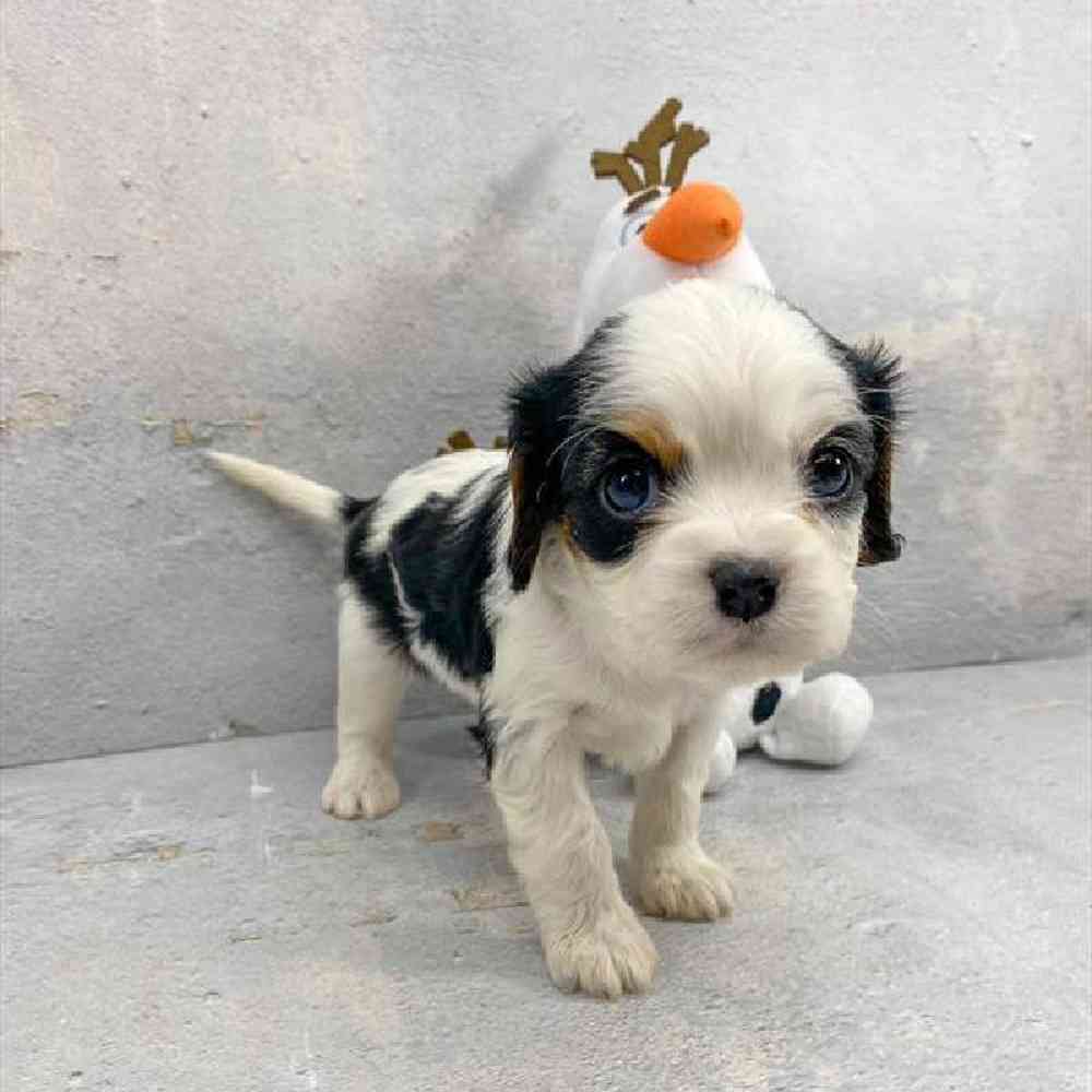 carousel pet images