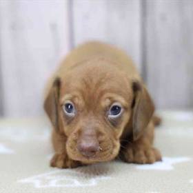 Dachshund