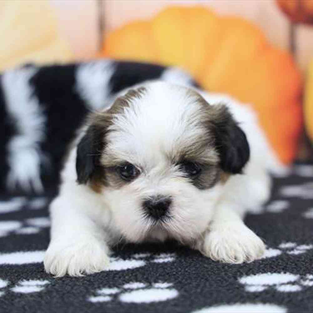 carousel pet images