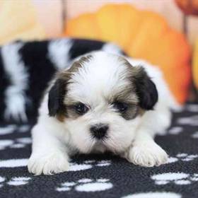 Shih Tzu
