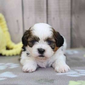 Shih Tzu