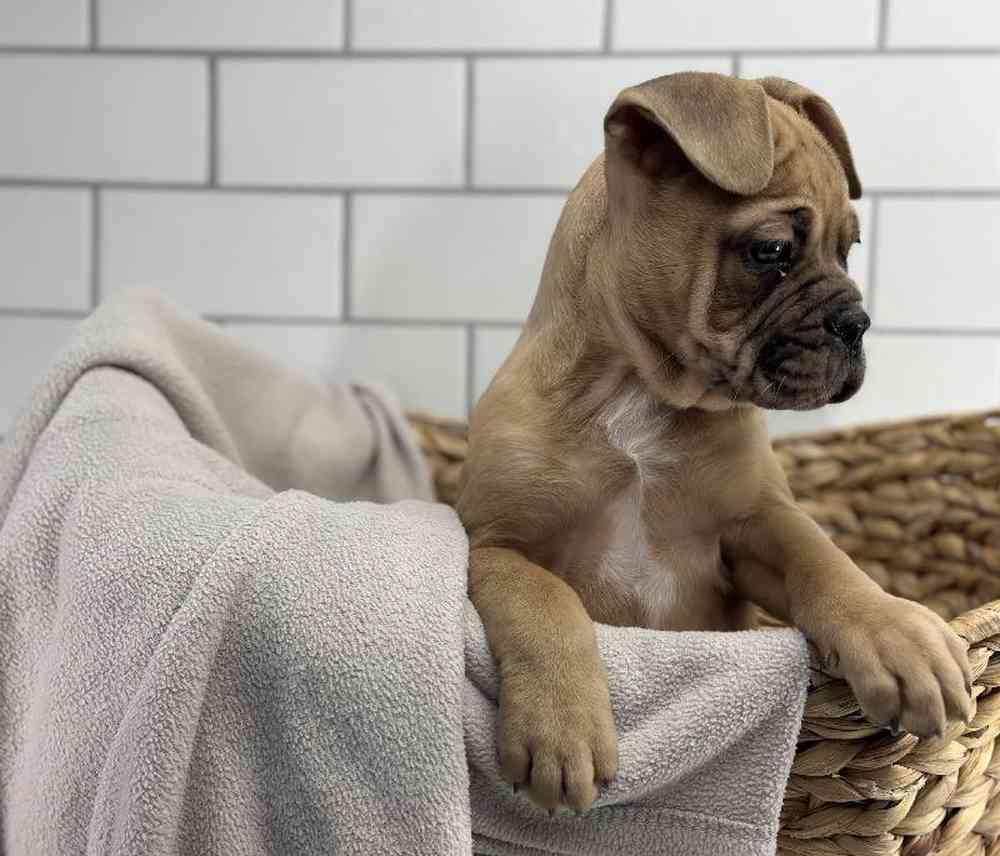 carousel pet images