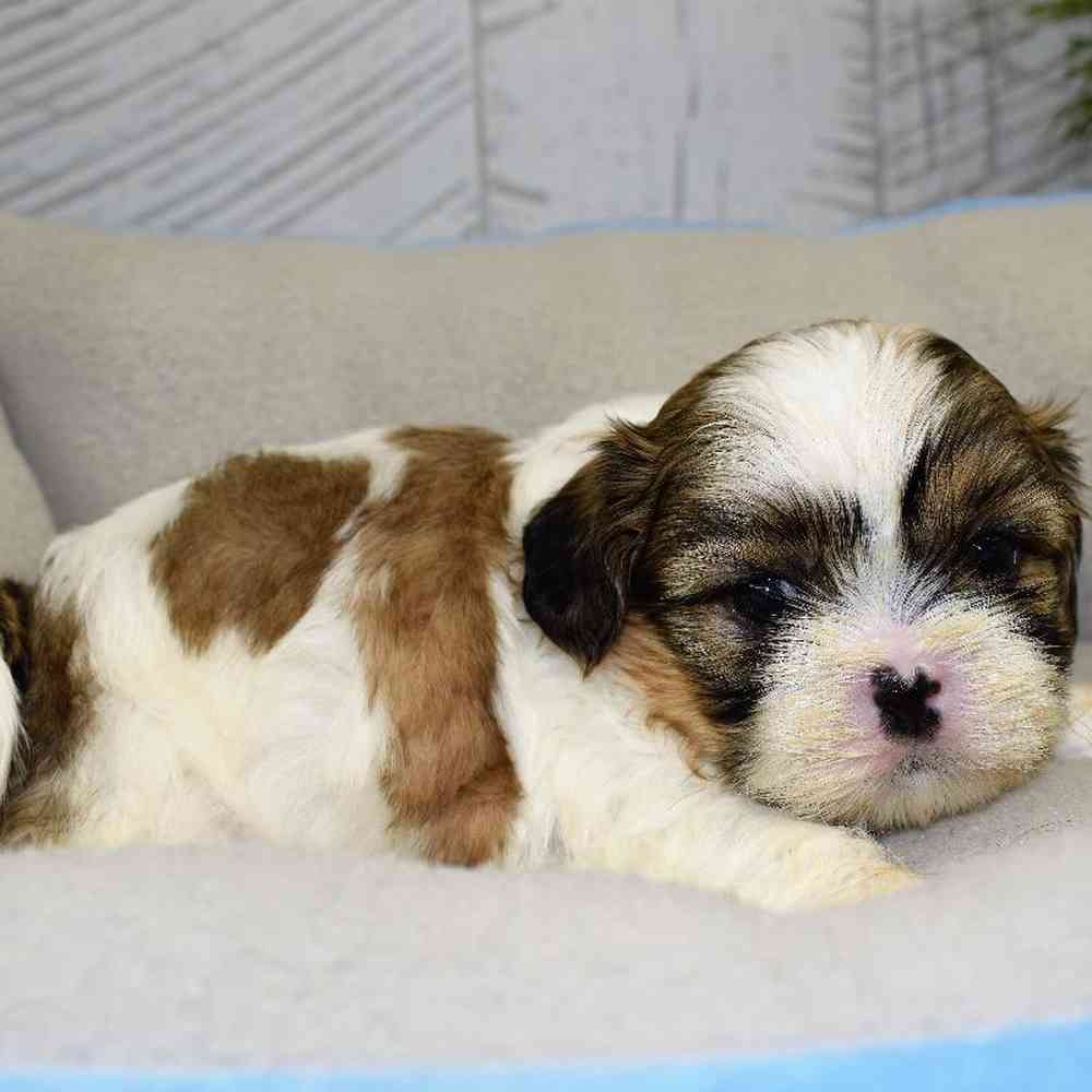 carousel pet images