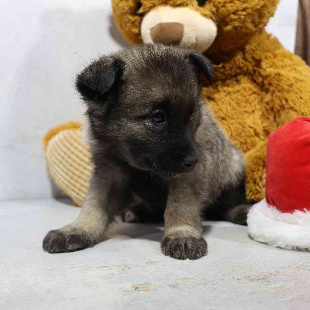 carousel pet images