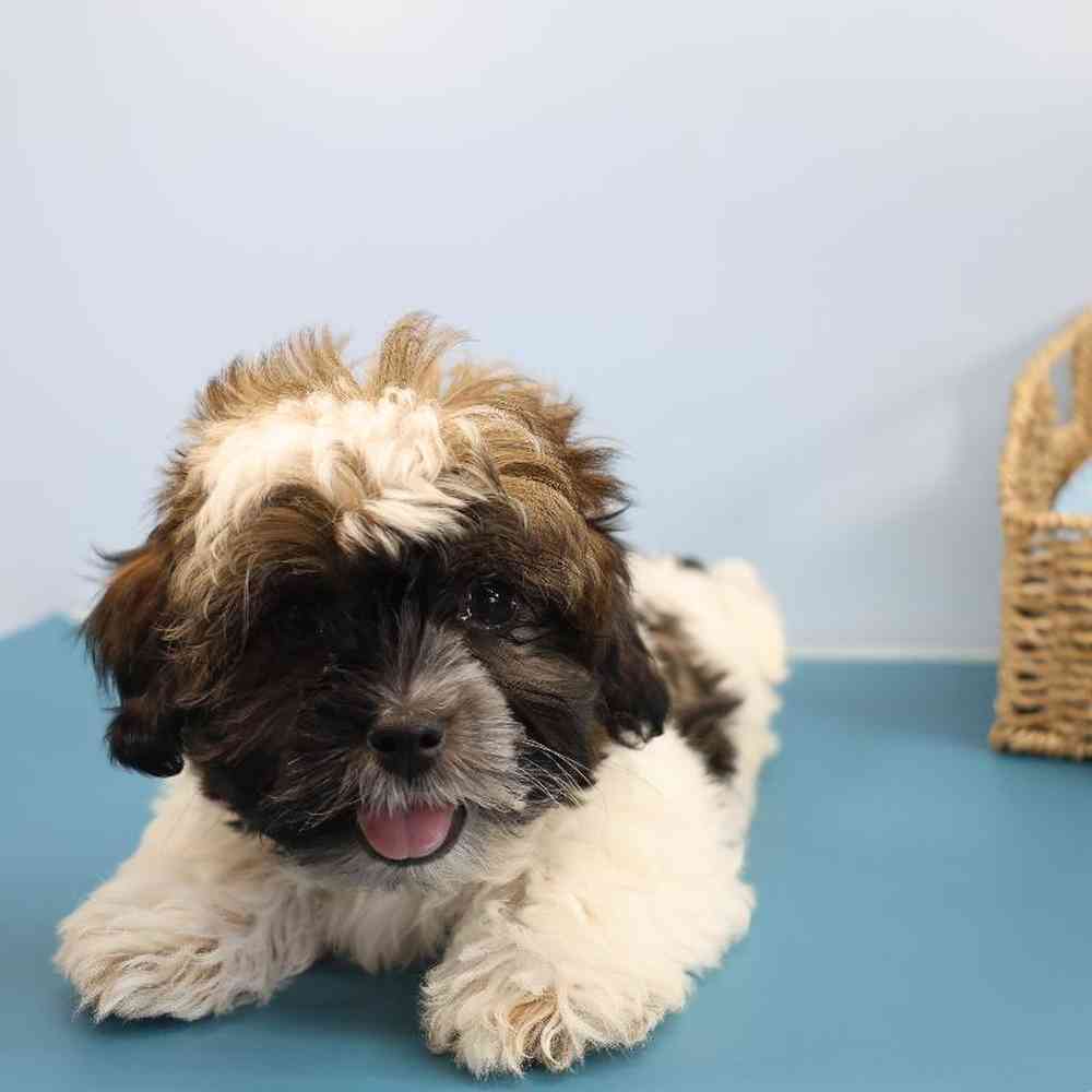 carousel pet images