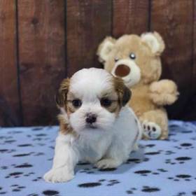 Shih Tzu