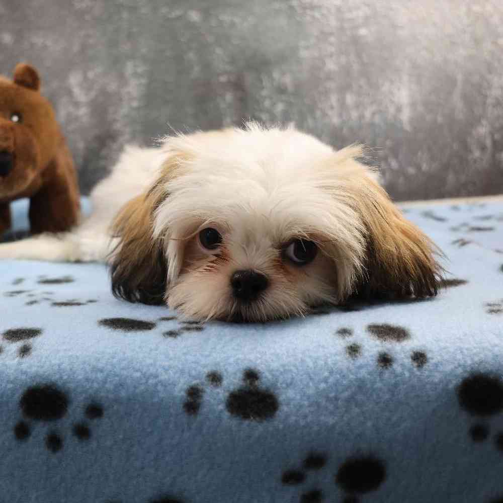 carousel pet images