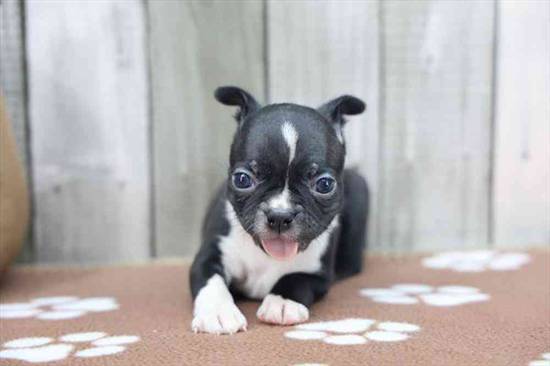 Boston Terrier