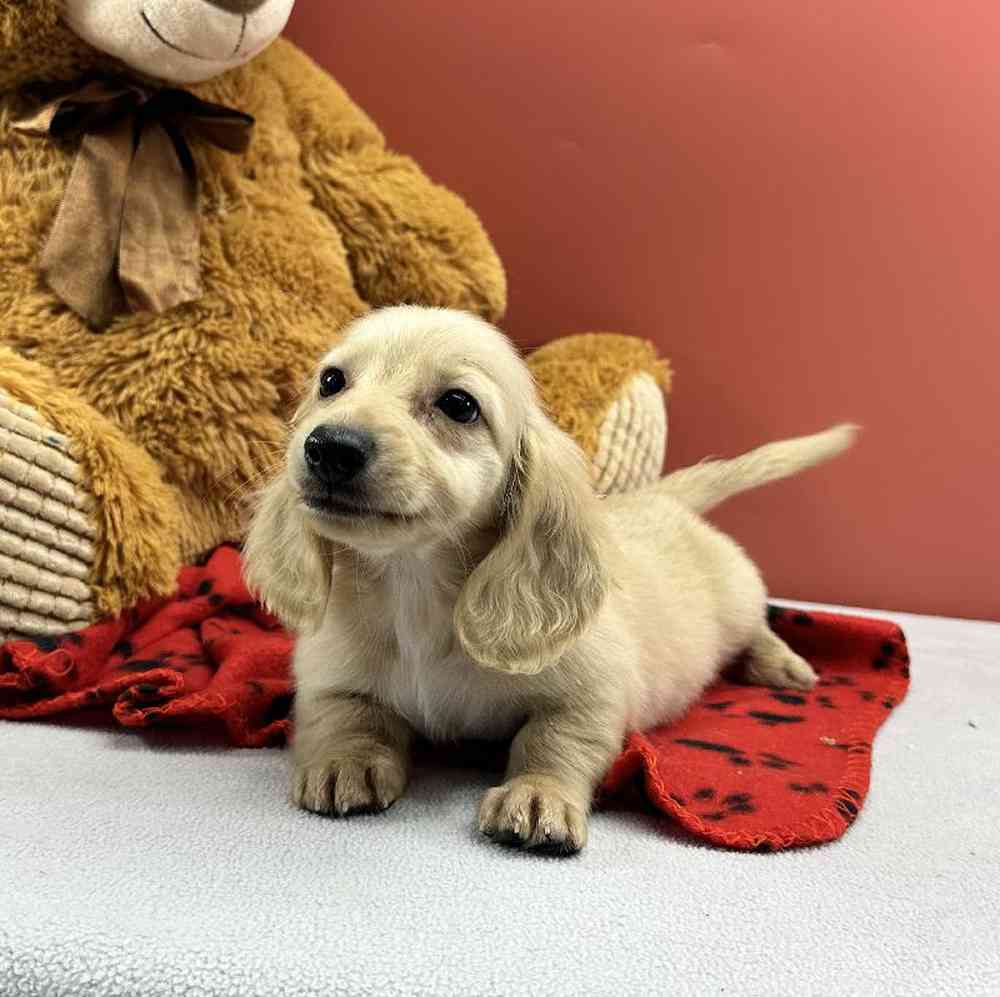 Male Dachshund Puppy for Sale in Millersburg, IN