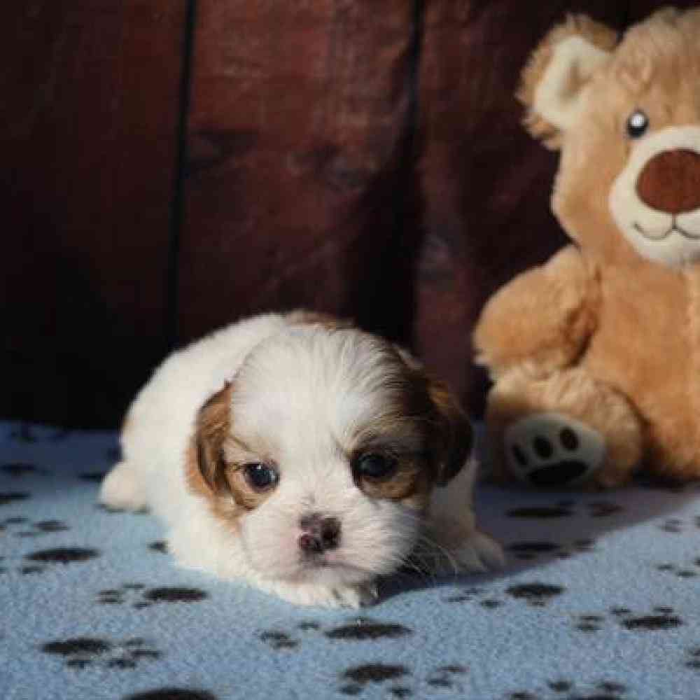 carousel pet images