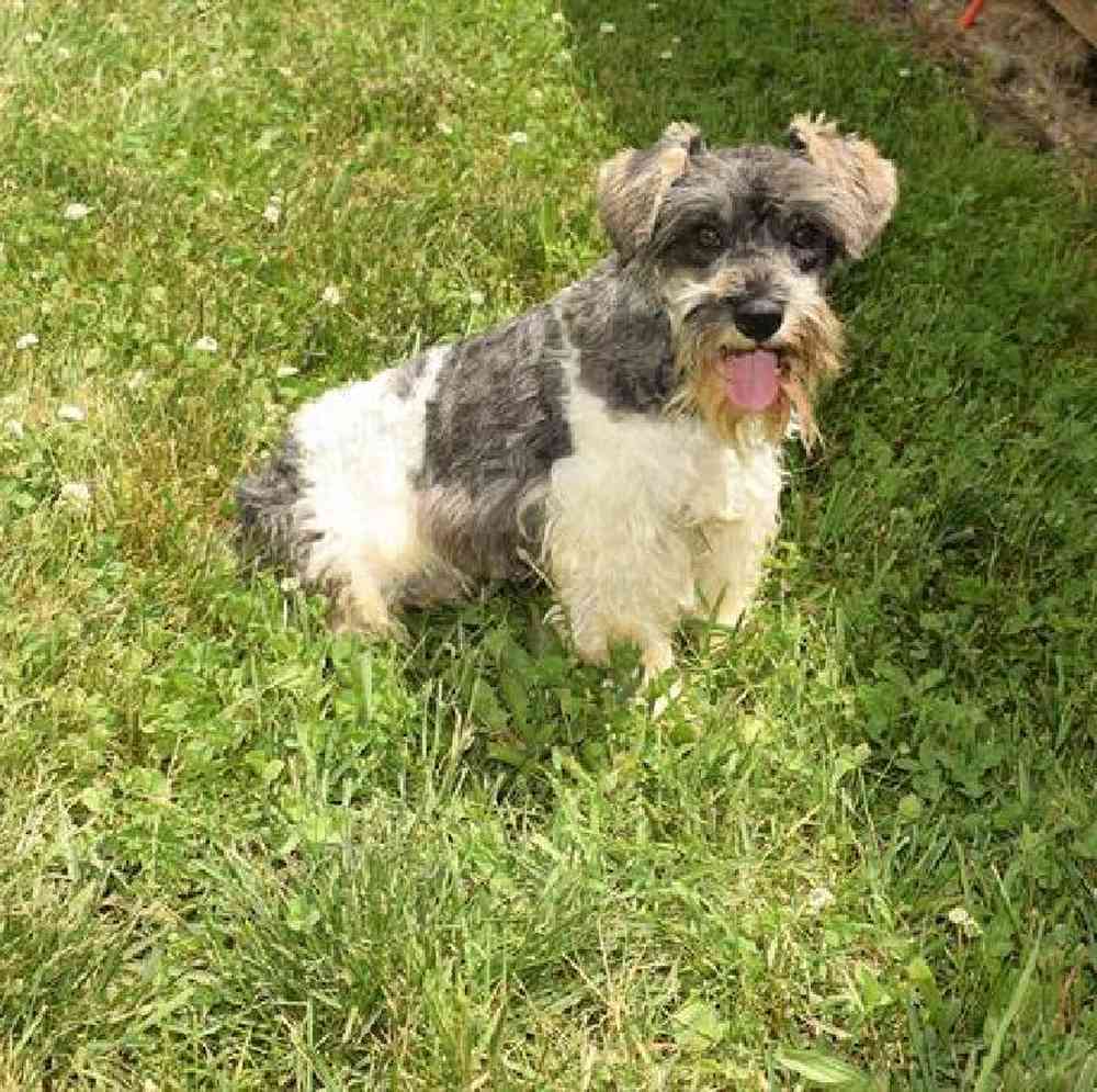 Male Mini Schnauzer Puppy for Sale in Millersburg, IN