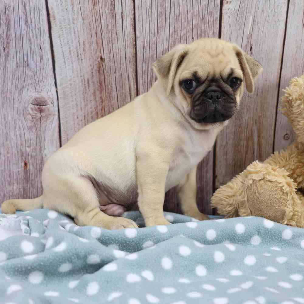 Male Pug Puppy for Sale in Millersburg, IN