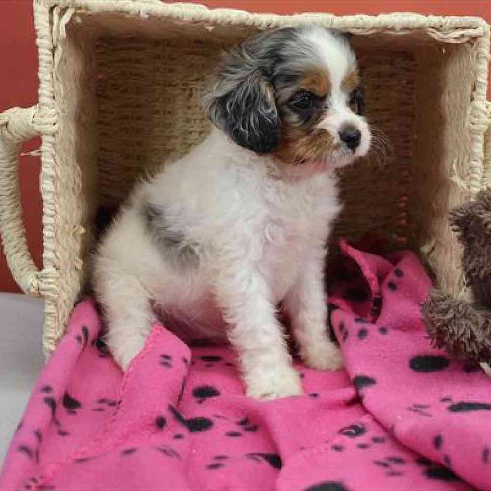 carousel pet images