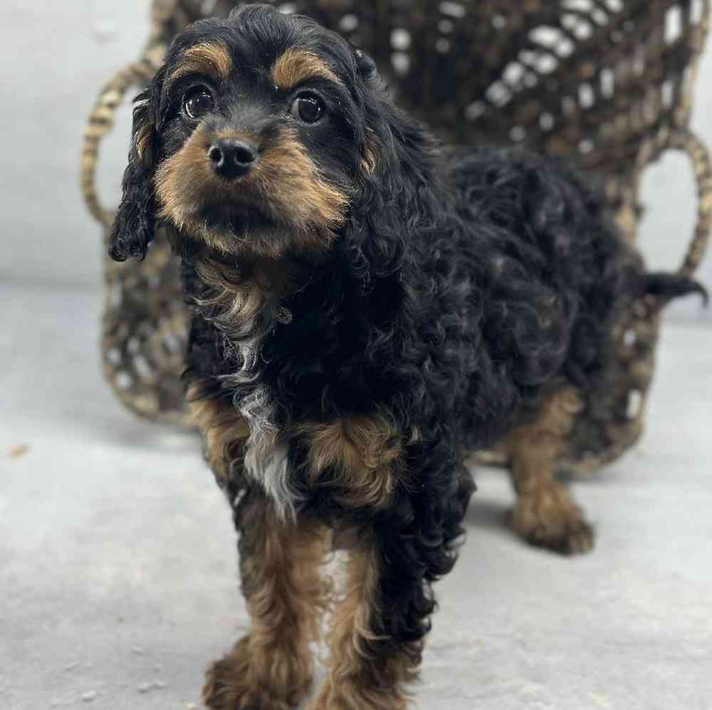 carousel pet images