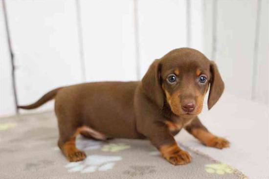 Finnegan