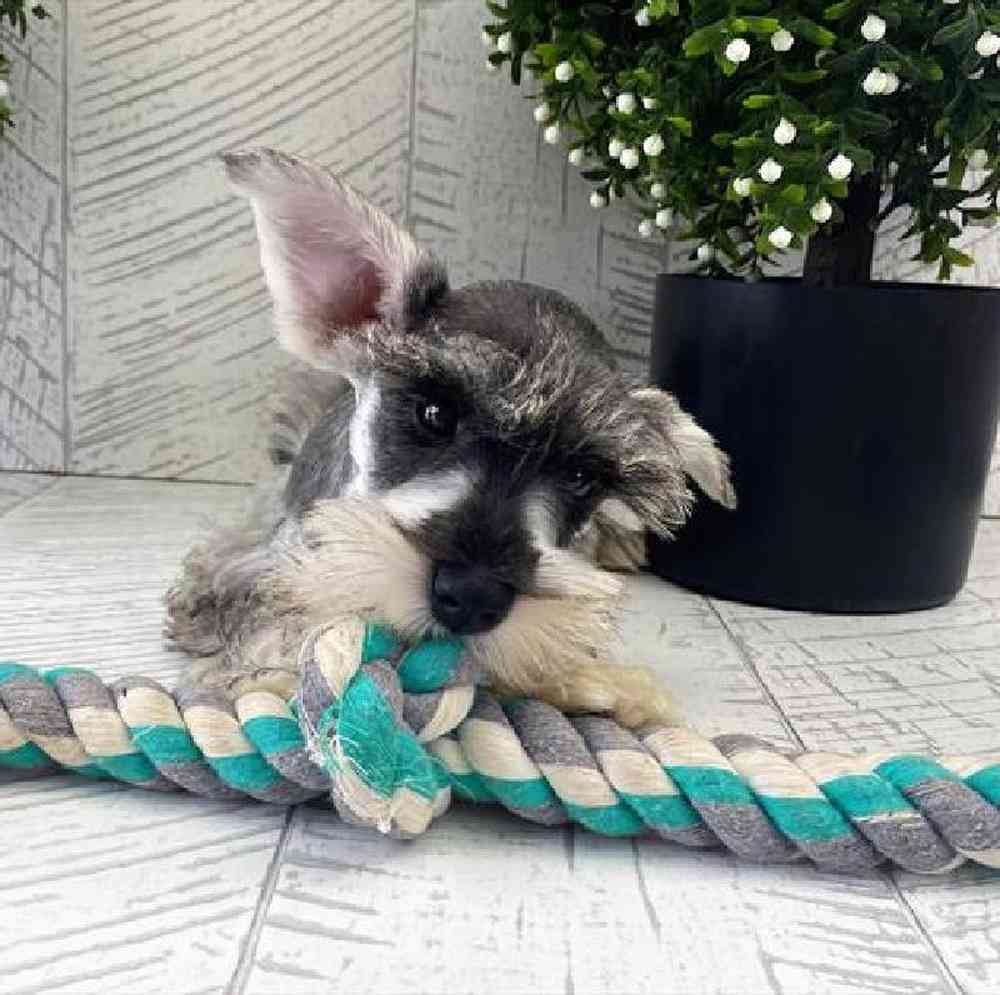 carousel pet images