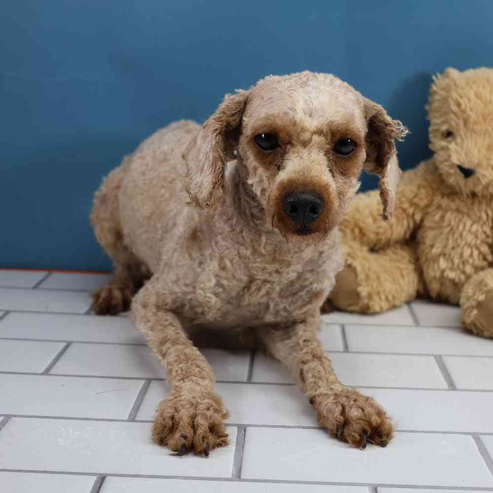 Male Shipoo Puppy for Sale in Millersburg, IN