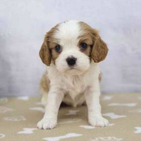Cavalier King Charles Spaniel
