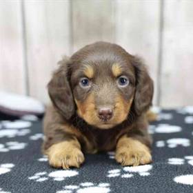 Dachshund