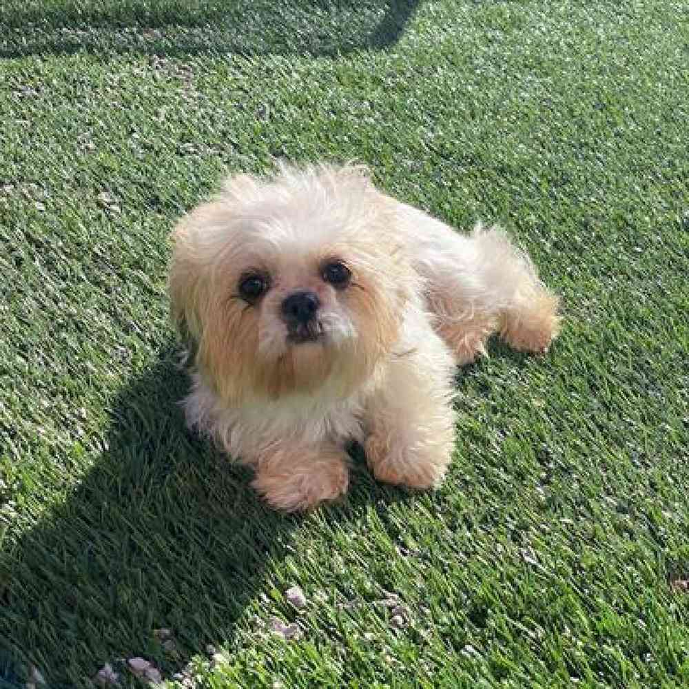 Male Shih Tzu Puppy for sale