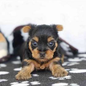 Yorkie