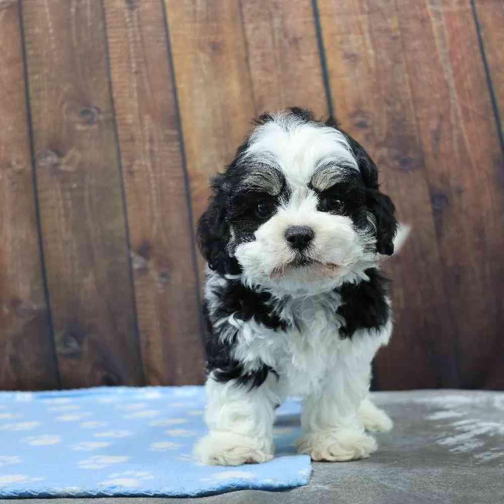 Male Shih Tzu Puppy for Sale in Millersburg, IN