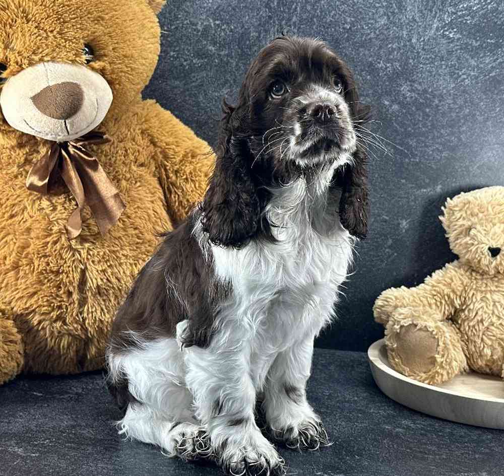 Female Cocker Spaniel Puppy for Sale in Millersburg, IN