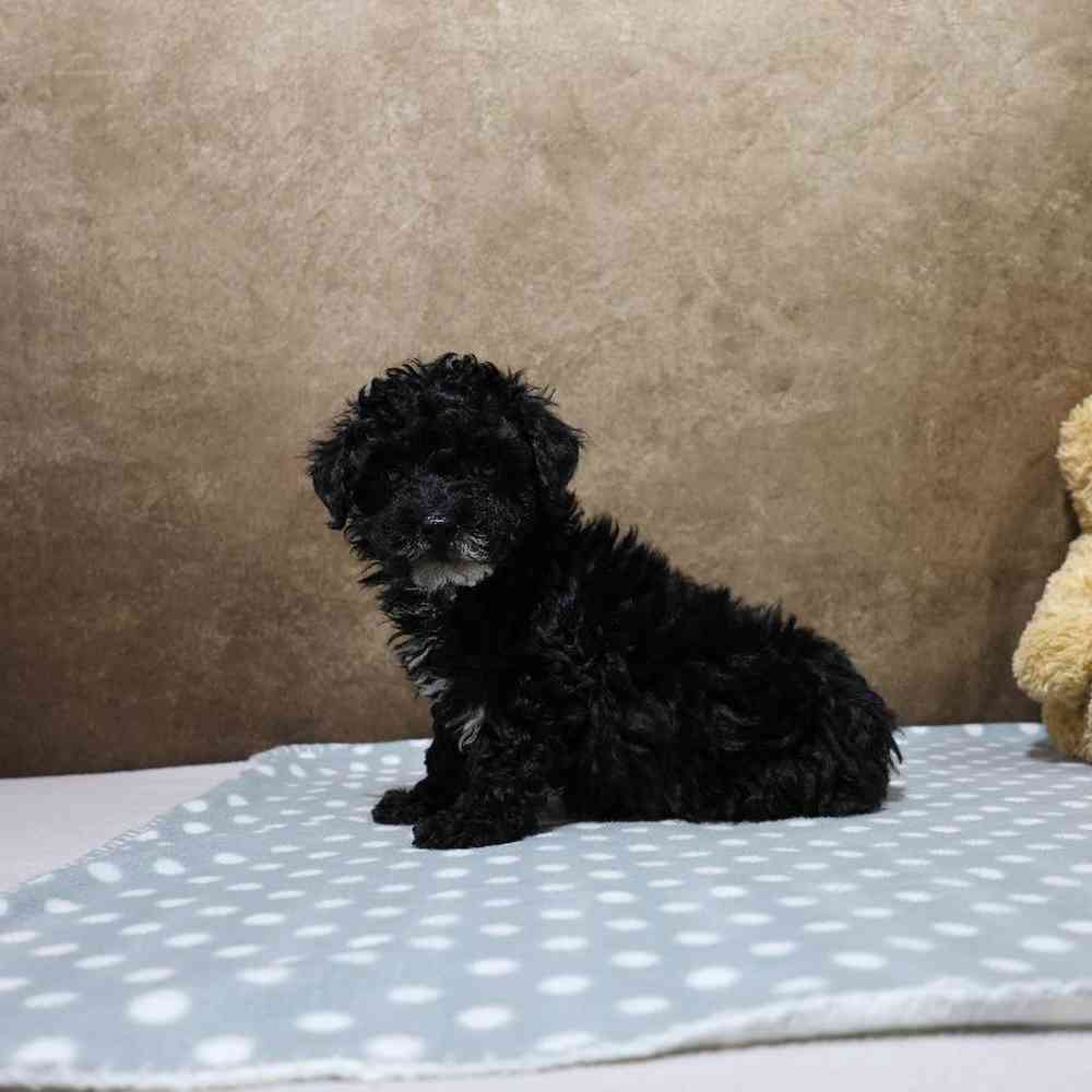 Male Mini Poodle Puppy for Sale in Millersburg, IN