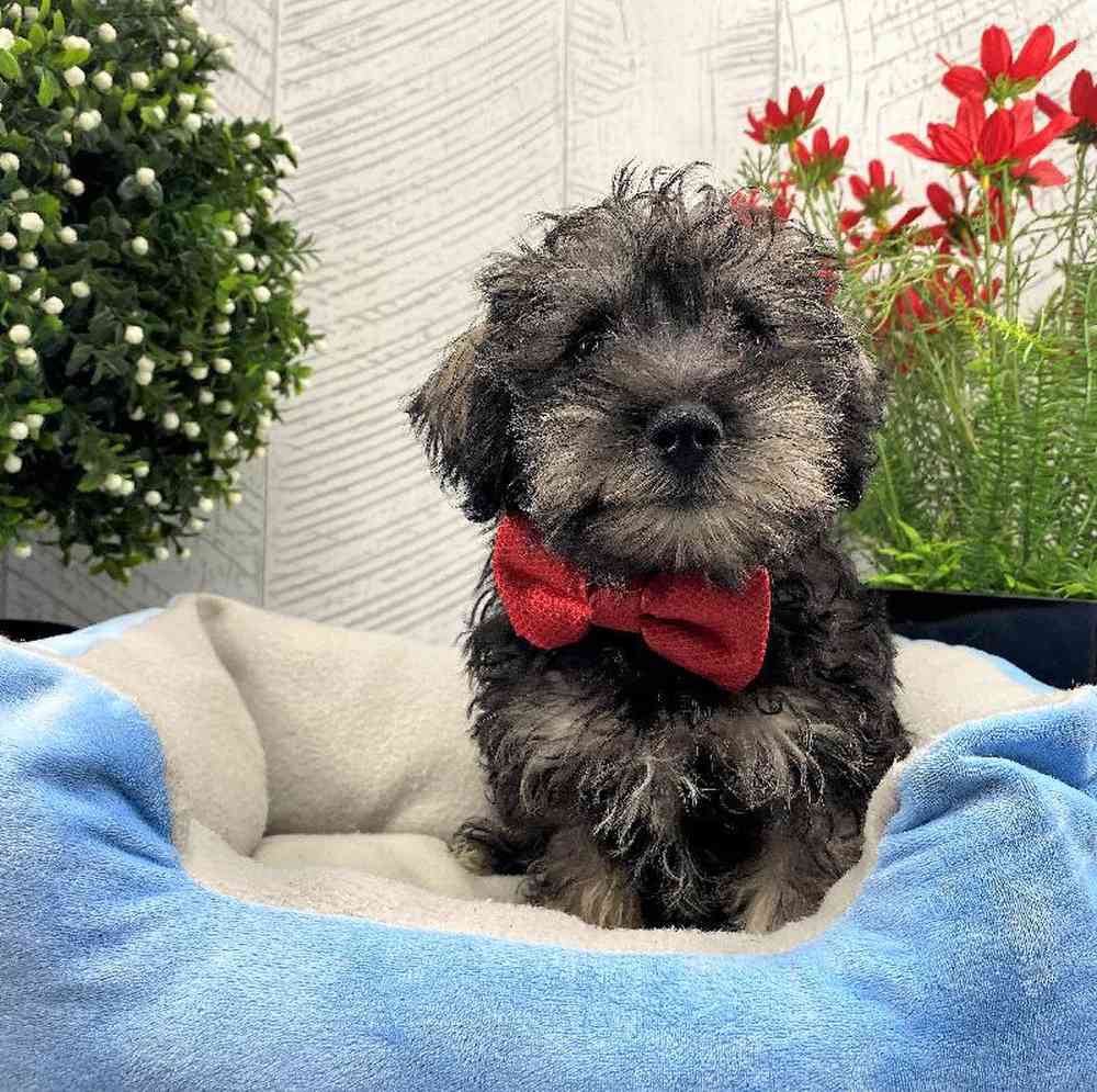 carousel pet images