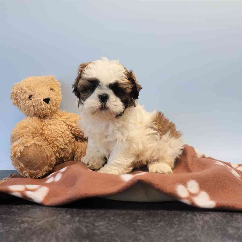 Male Shih Tzu Puppy for Sale in Millersburg, IN