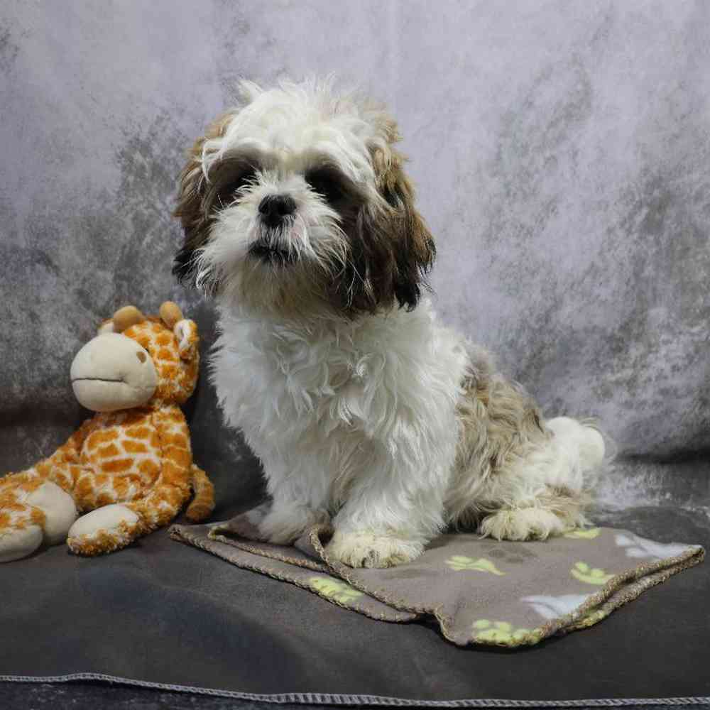 carousel pet images