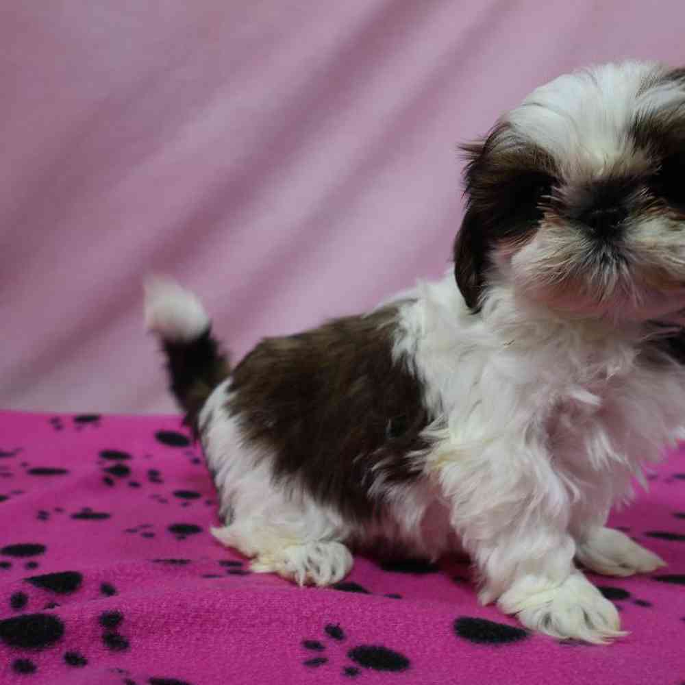 carousel pet images