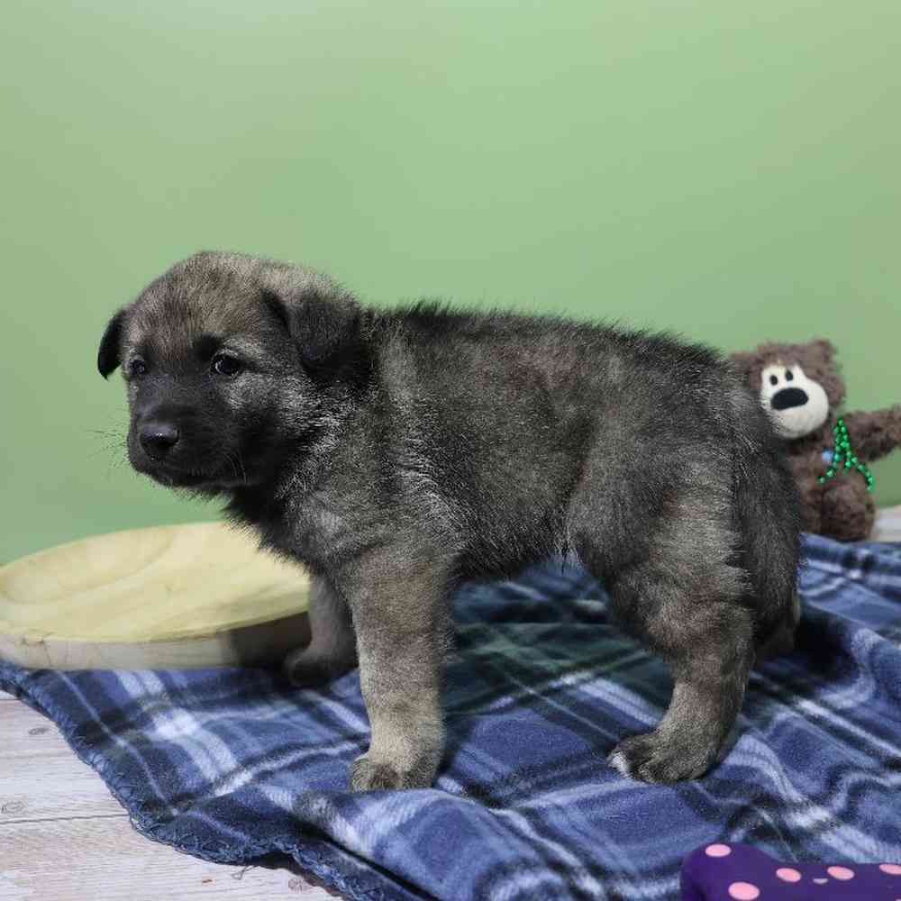 carousel pet images