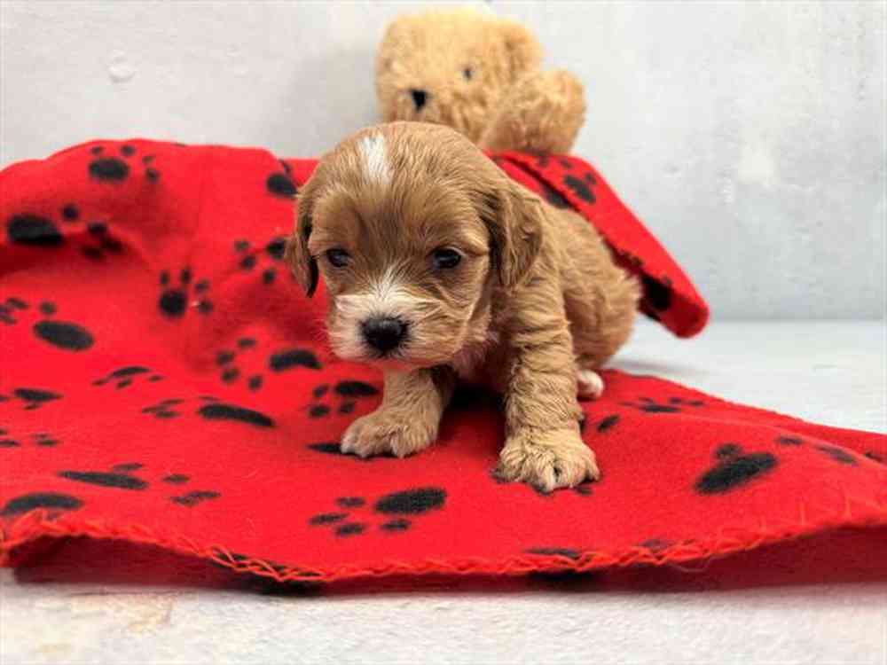 carousel pet images