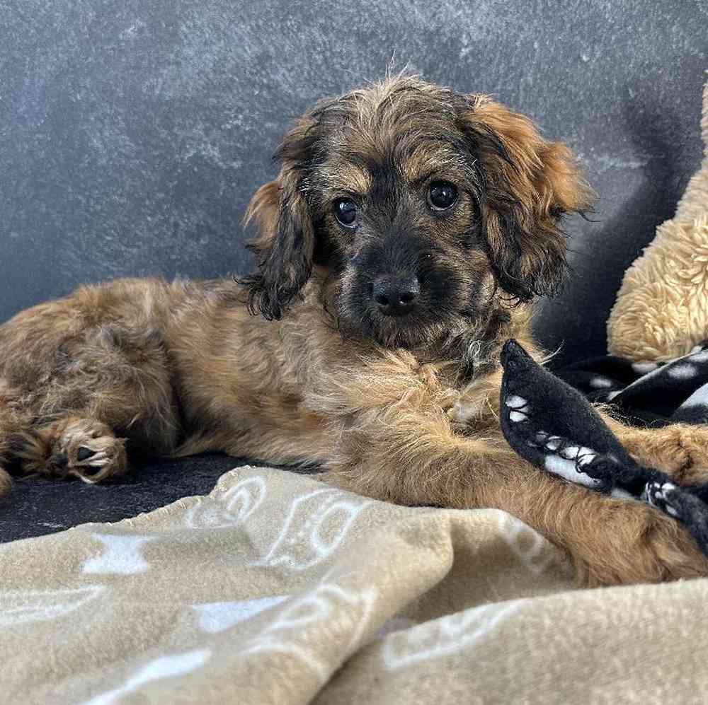 Female Cavapoo Puppy for Sale in Millersburg, IN