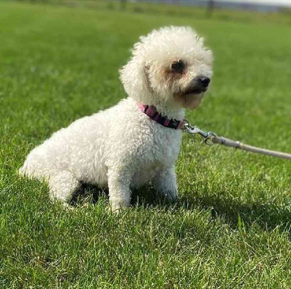carousel pet images