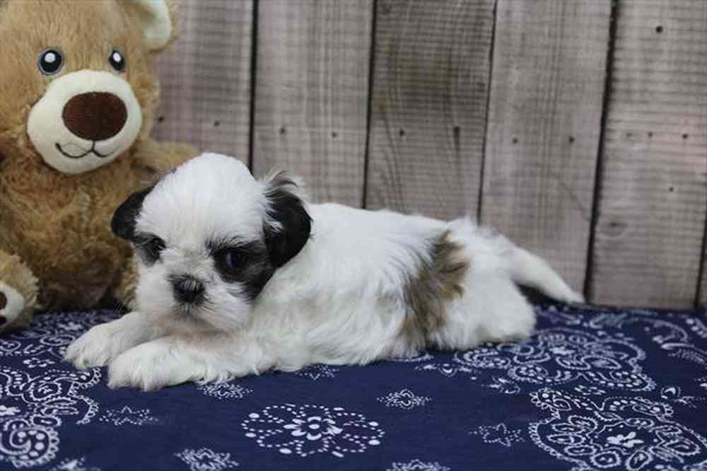 carousel pet images