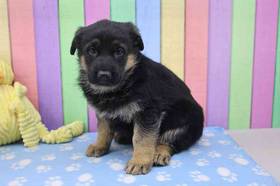 German Shepherd