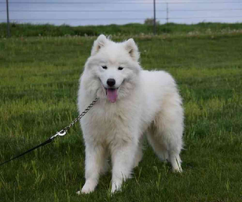 carousel pet images