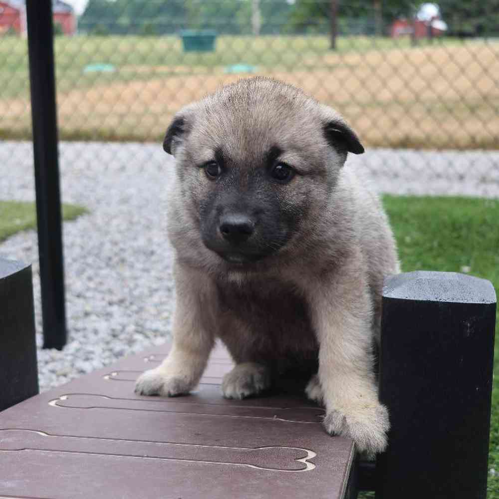 Male Norwegian Elkhound Puppy for Sale in Millersburg, IN