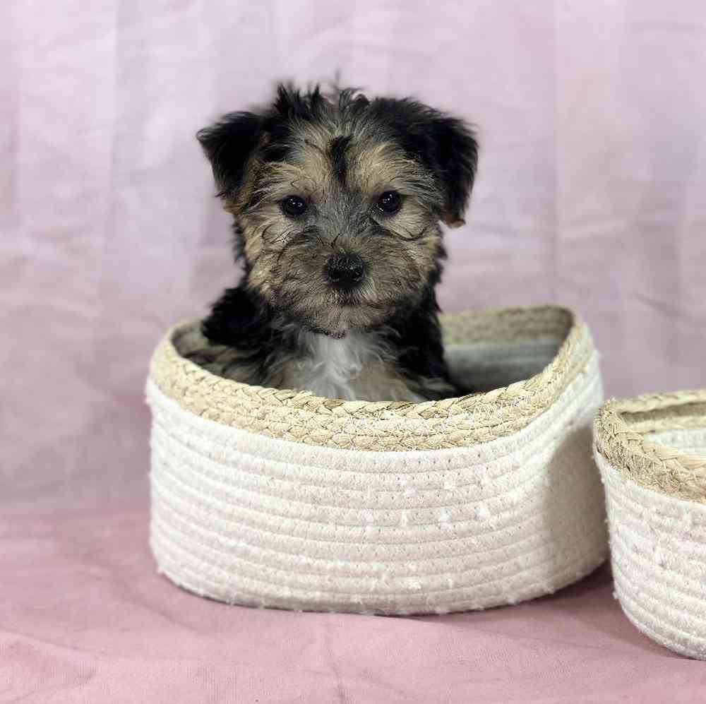 Female Yochon Puppy for Sale in Millersburg, IN