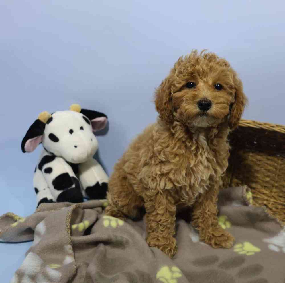 Male Mini Poodle Puppy for Sale in Millersburg, IN