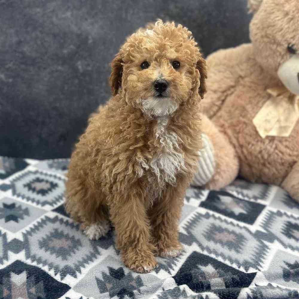 Female Mini Poodle Puppy for Sale in Millersburg, IN