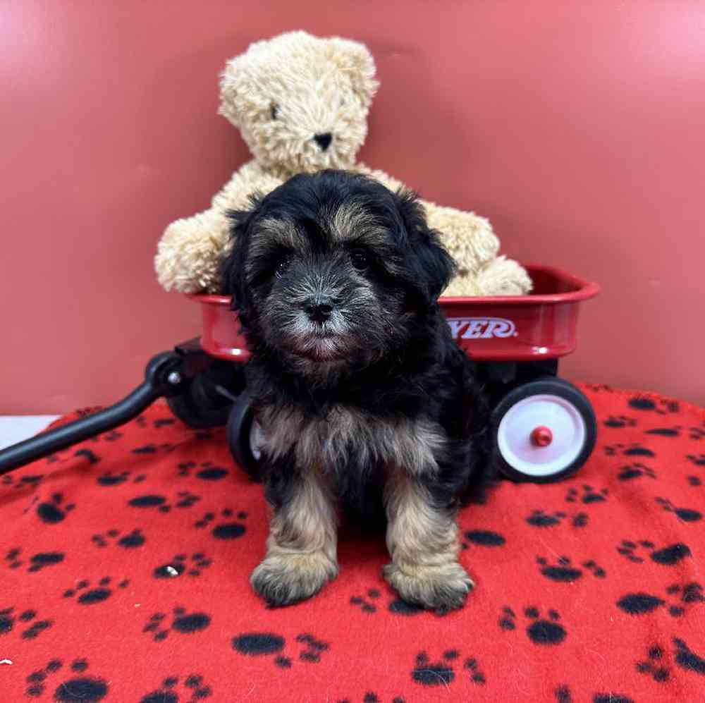 Female Malshi Puppy for Sale in Millersburg, IN